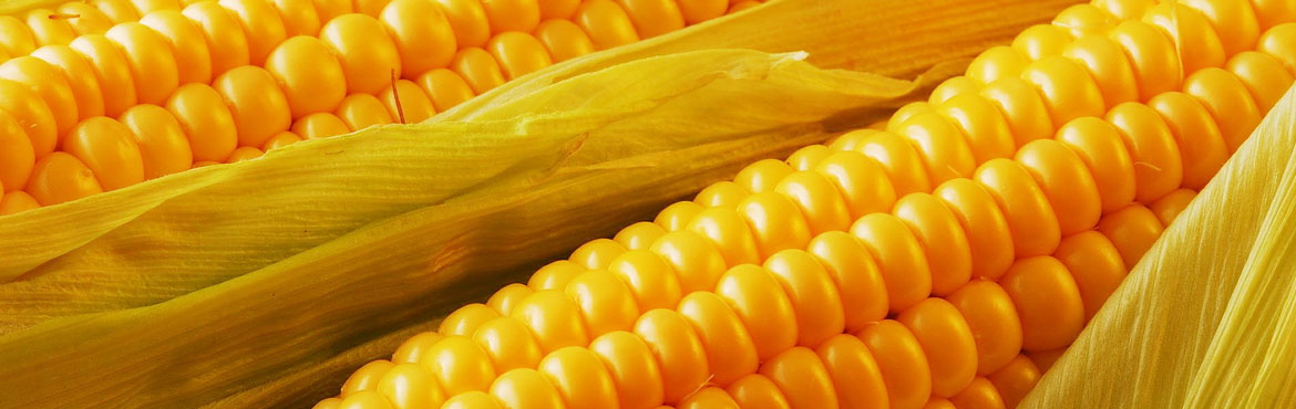 長(zhǎng)康綠態(tài)壓榨玉米胚芽油 長(zhǎng)康綠態(tài)壓榨玉米胚芽油