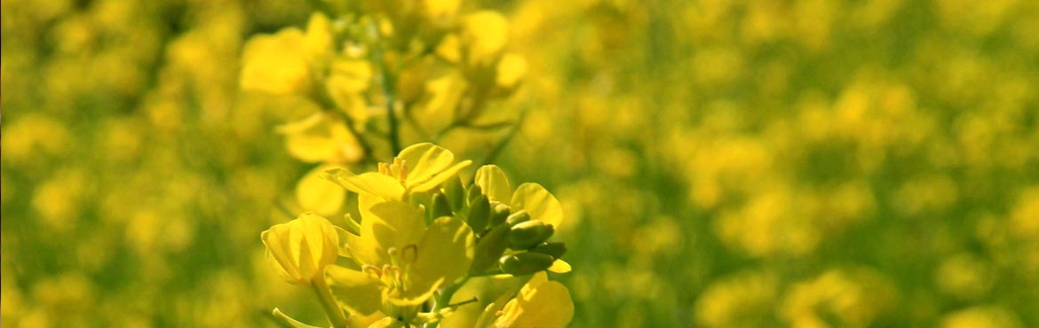 長(zhǎng)康綠態(tài)初榨香菜籽油 長(zhǎng)康綠態(tài)初榨香菜籽油